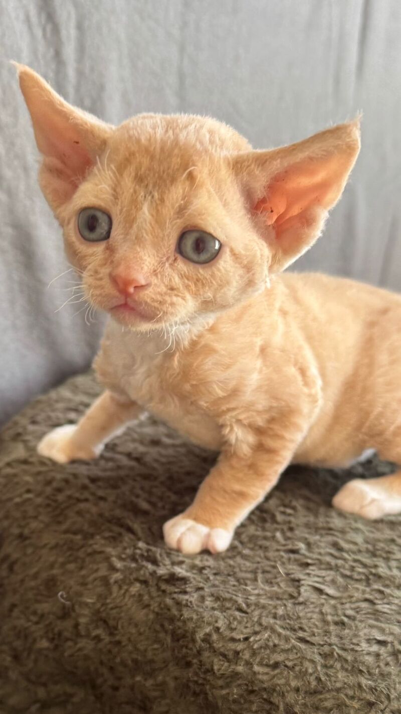 Lumea Devon Rex female red bicolour - live animals
