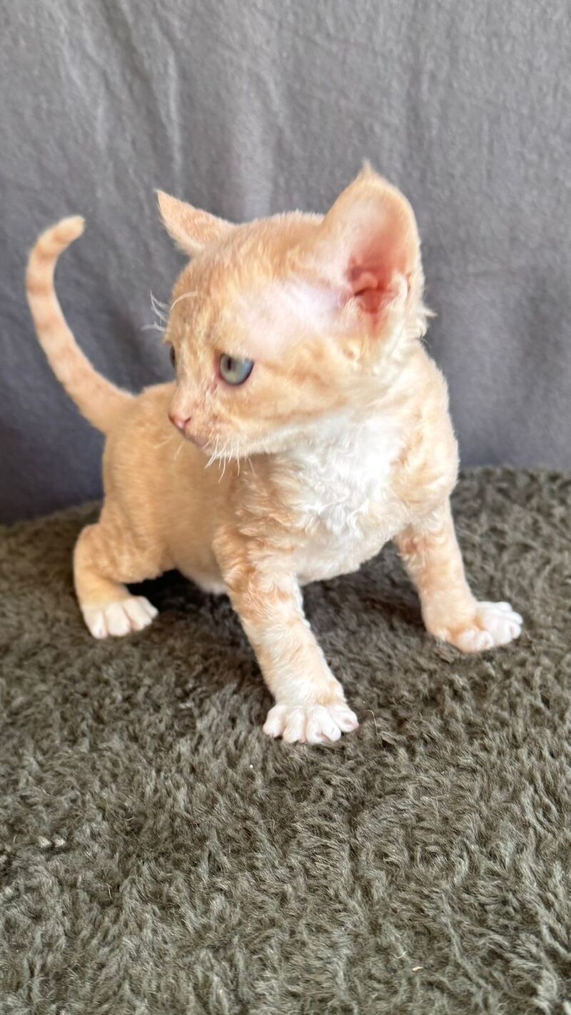 Lumea Devon Rex female red bicolour - live animals