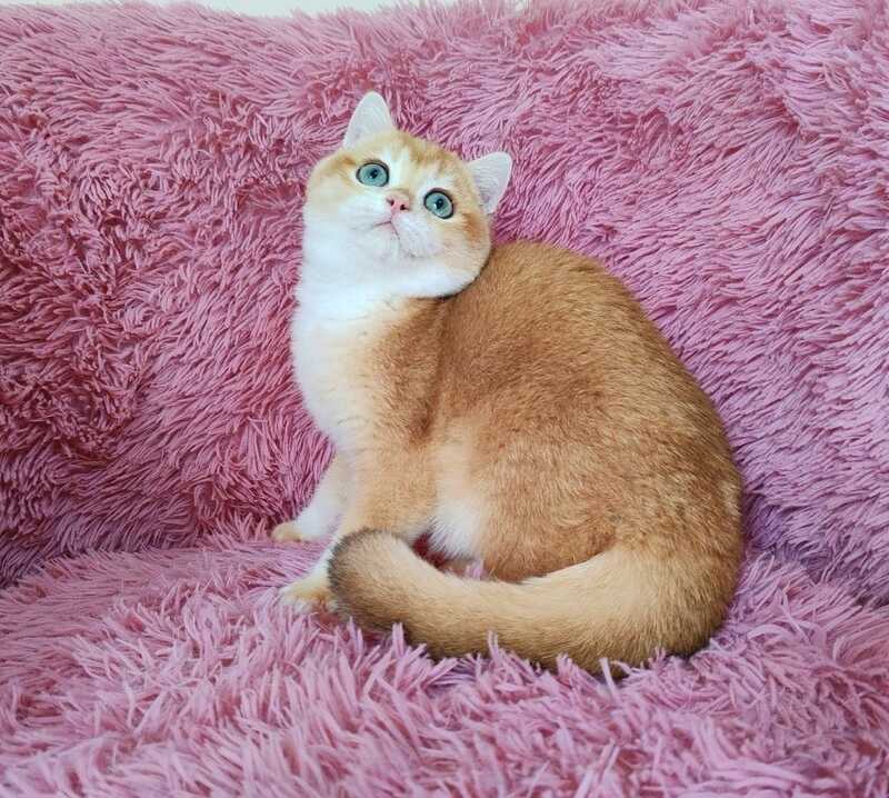 Tobbi British Shorthair male black golden chinchilla - live animals