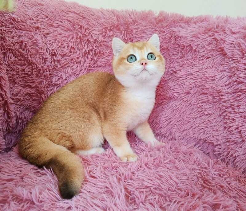 Tobbi British Shorthair male black golden chinchilla - live animals