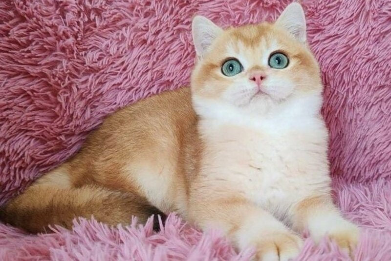 Tobbi British Shorthair male black golden chinchilla - live animals