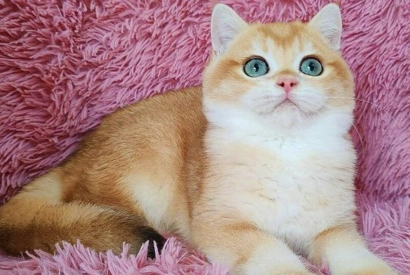 Tobbi British Shorthair male black golden chinchilla - live animals