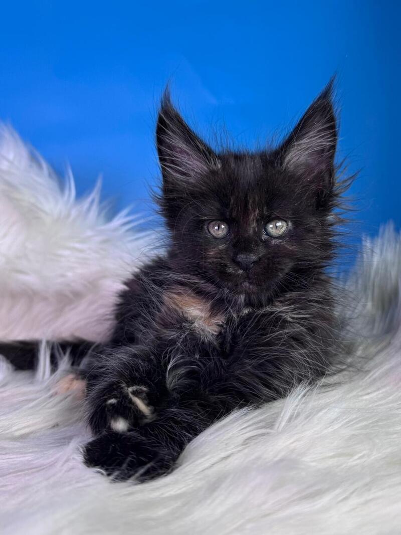 Agness Maine Coon female black tortie - live animals
