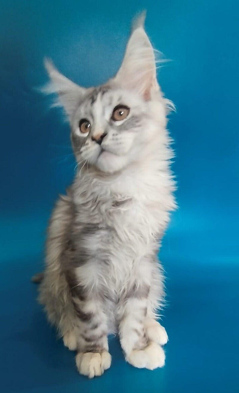 Olivia Maine Coon female black tortie silver with white tabby - live animals