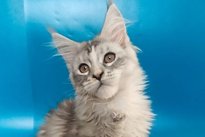 Olivia Maine Coon female black tortie silver with white tabby - live animals