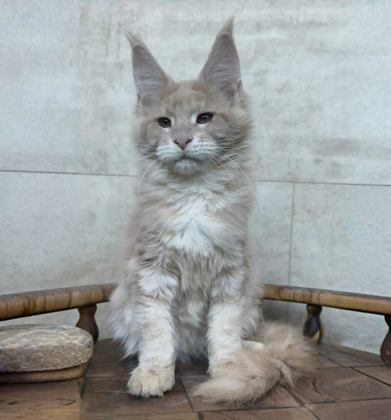 Kasia Maine Coon female cream silver tabby - live animals