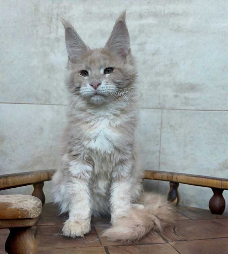 Kasia Maine Coon female cream silver tabby - live animals