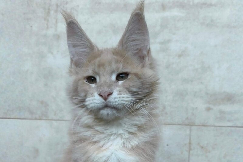 Kasia Maine Coon female cream silver tabby - live animals