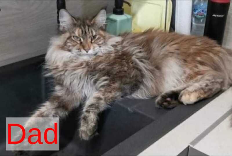 Kasia Maine Coon female cream silver tabby - live animals