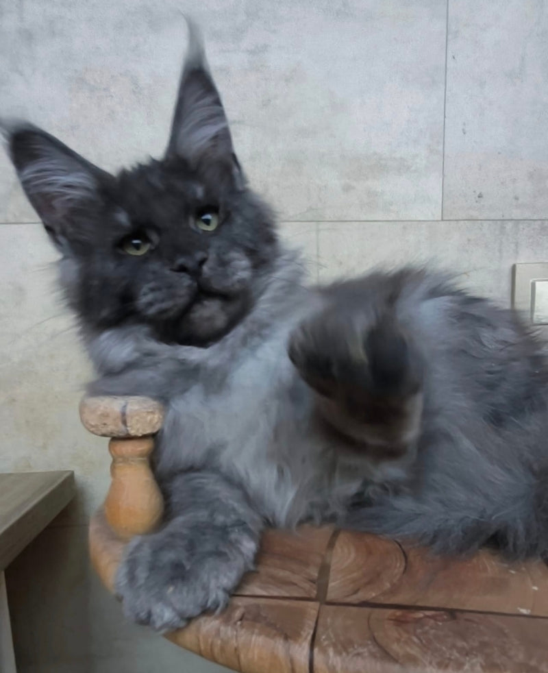 Li Fan Maine Coon male black silver - live animals
