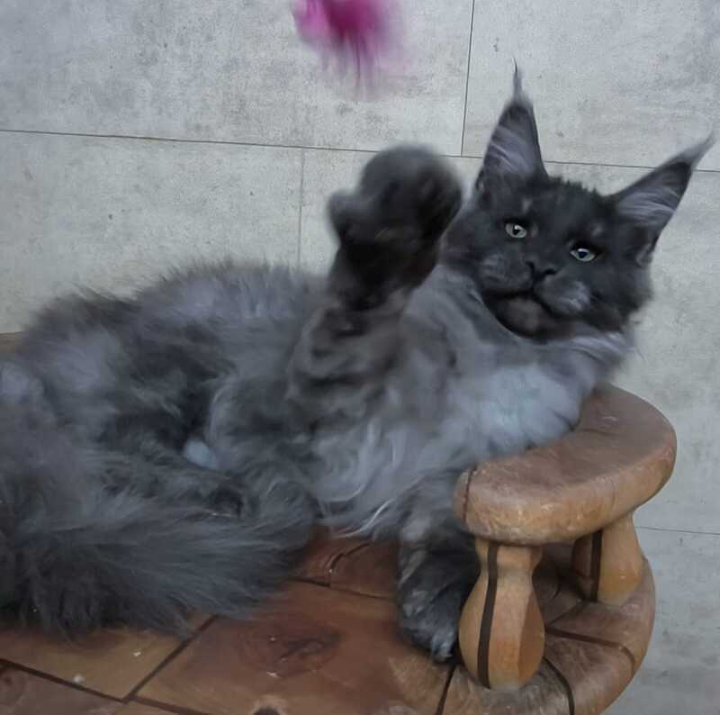Li Fan Maine Coon male black silver - live animals
