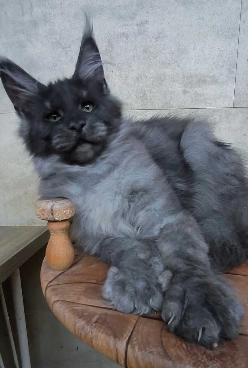 Li Fan Maine Coon male black silver - live animals