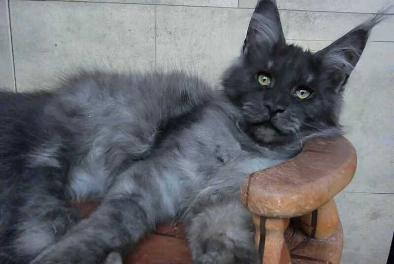 Li Fan Maine Coon male black silver - live animals