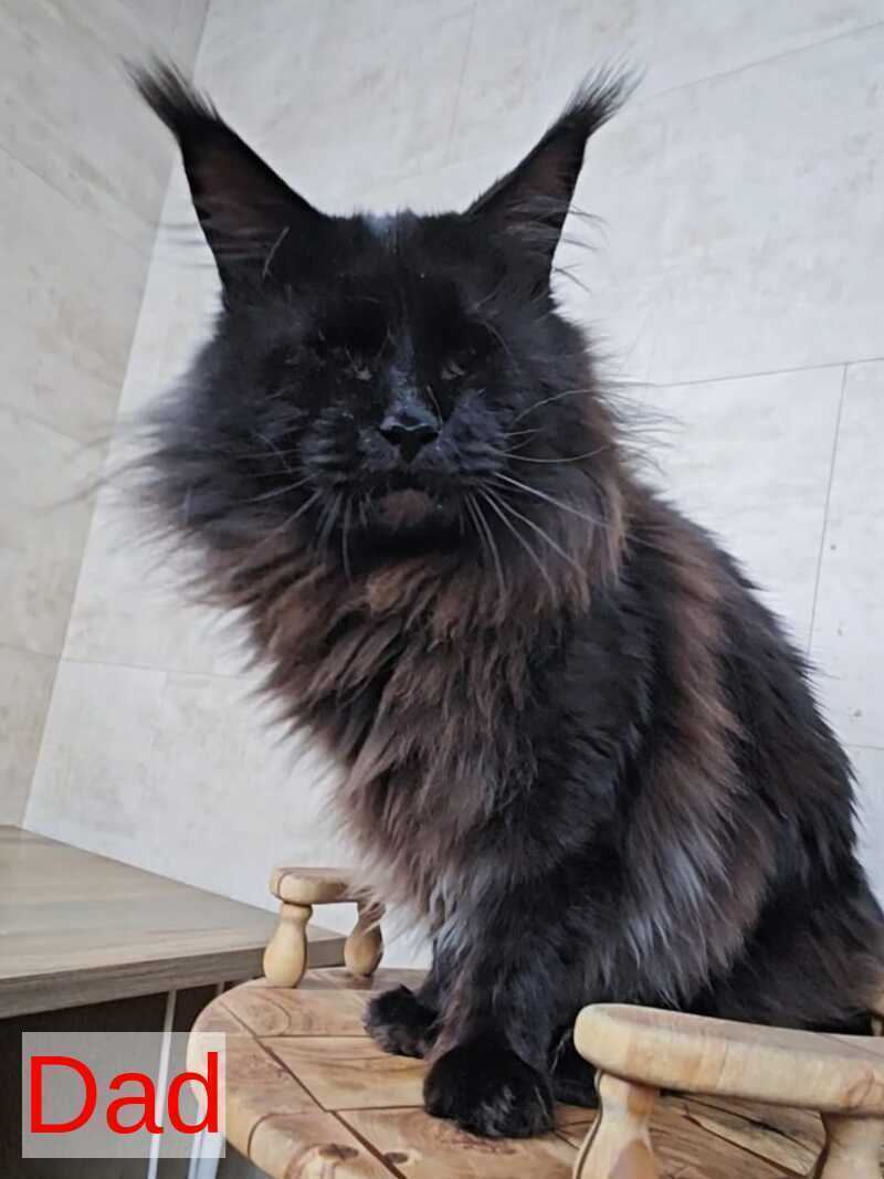 Lamira Maine Coon female black silver - live animals