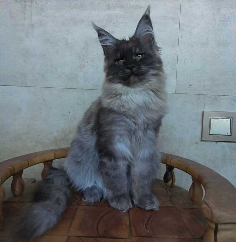 Lamira Maine Coon female black silver - live animals