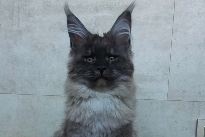 Lamira Maine Coon female black silver - live animals