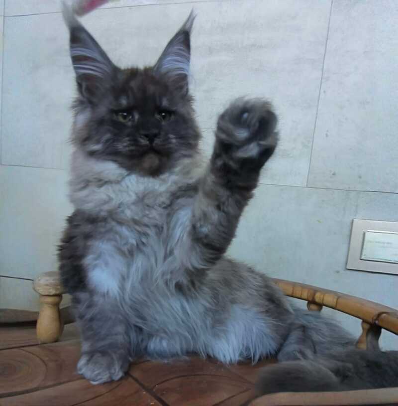 Lamira Maine Coon female black silver - live animals