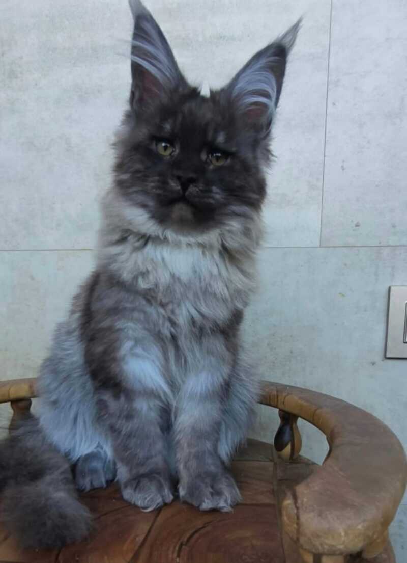 Lamira Maine Coon female black silver - live animals