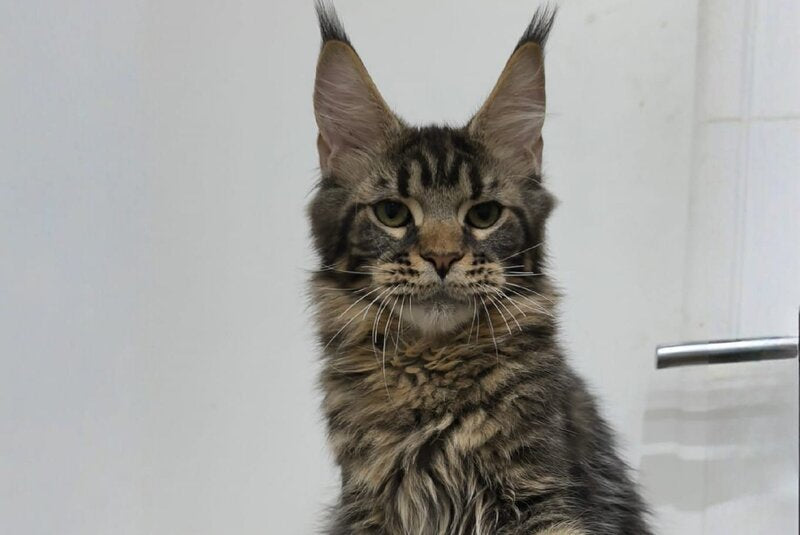 Li Dan Maine Coon male black tabby - live animals