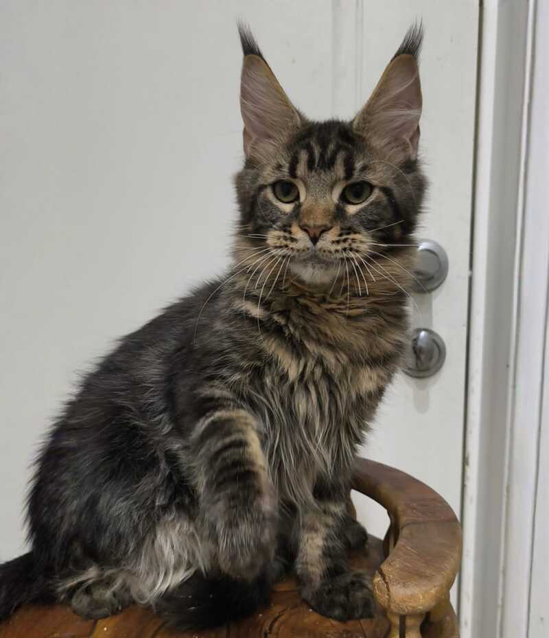 Li Dan Maine Coon male black tabby - live animals