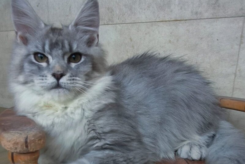 Lisa Maine Coon female blue silver ticked tabby - live animals