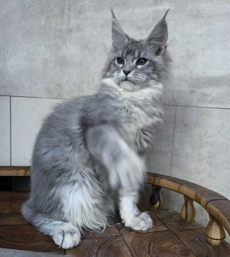 Lisa Maine Coon female blue silver ticked tabby - live animals