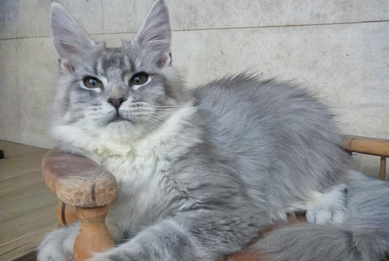 Lisa Maine Coon female blue silver ticked tabby - live animals