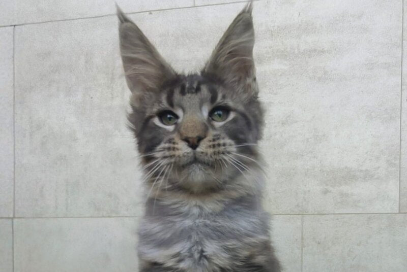 Limbo Maine Coon male black tabby - live animals
