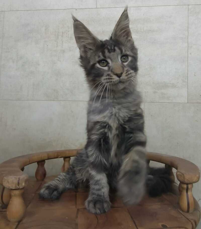 Limbo Maine Coon male black tabby - live animals