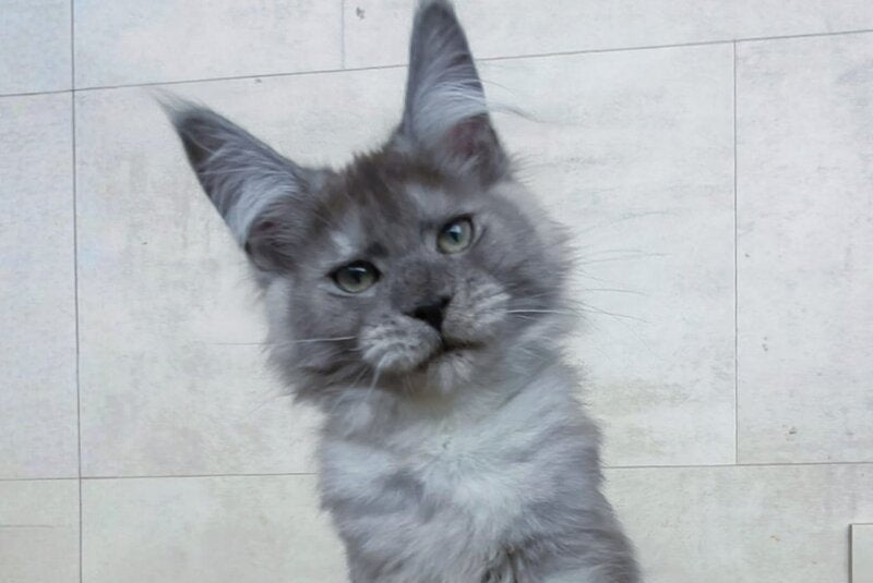 Mikki Maine Coon polydactyl male black silver - live animals