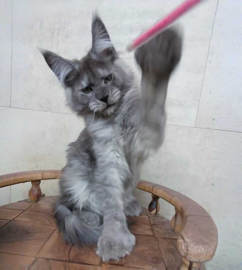 Mikki Maine Coon polydactyl male black silver - live animals