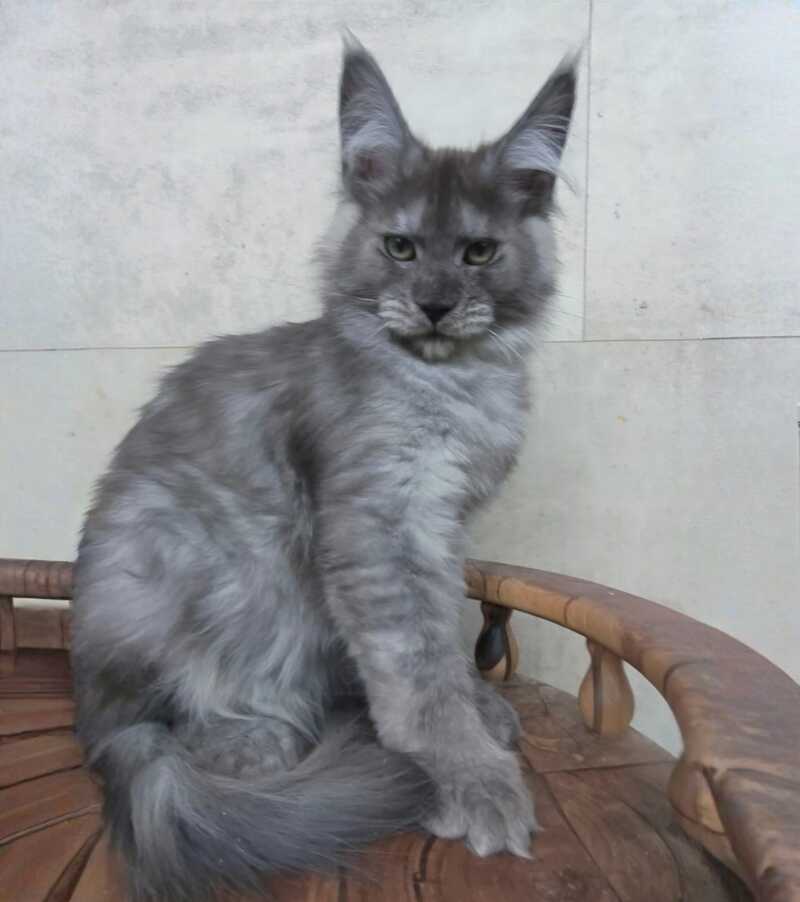 Mikki Maine Coon polydactyl male black silver - live animals