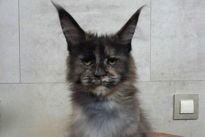 Marika Maine Coon female black tortie silver - live animals