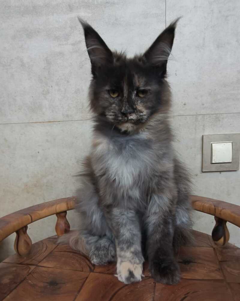 Marika Maine Coon female black tortie silver - live animals