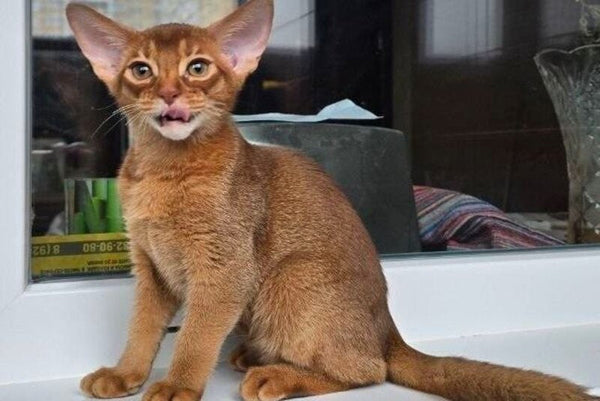 Brenda Abyssinian female sorrel - live animals