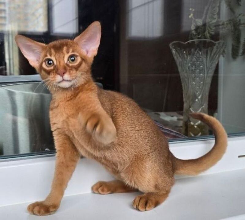Brenda Abyssinian female sorrel - live animals
