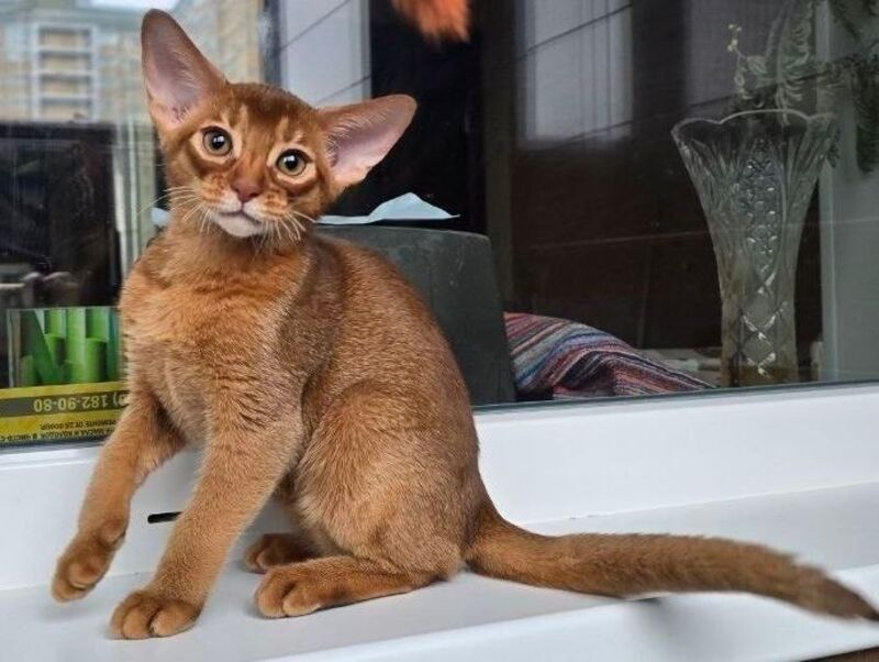 Brenda Abyssinian female sorrel - live animals