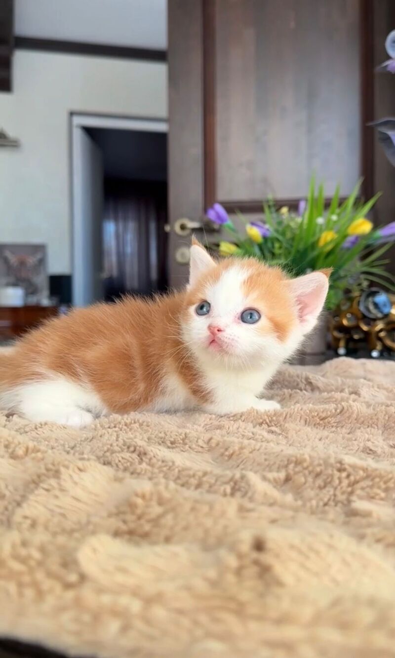 Cupper Munchkin male red tabby with white - live animals