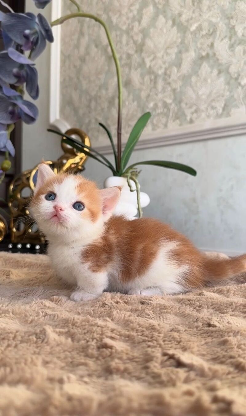 Cupper Munchkin male red tabby with white - live animals