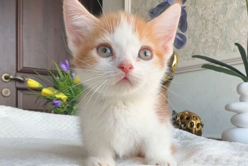 Cupper Munchkin male red tabby with white - live animals
