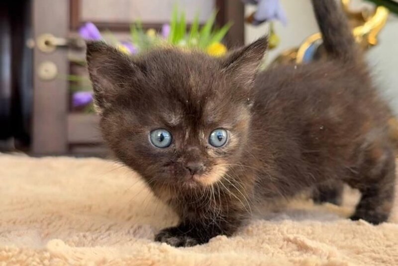 Catalina Munchkin female black tortie - live animals