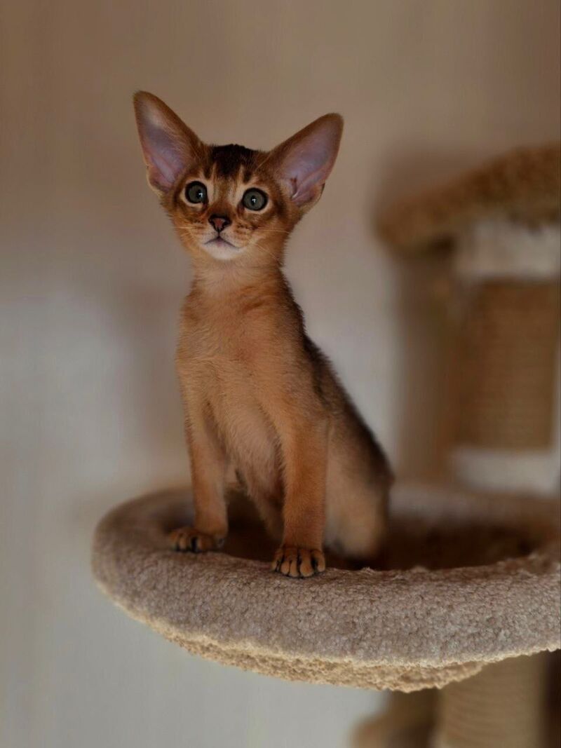Marvel Abyssinian male black - live animals