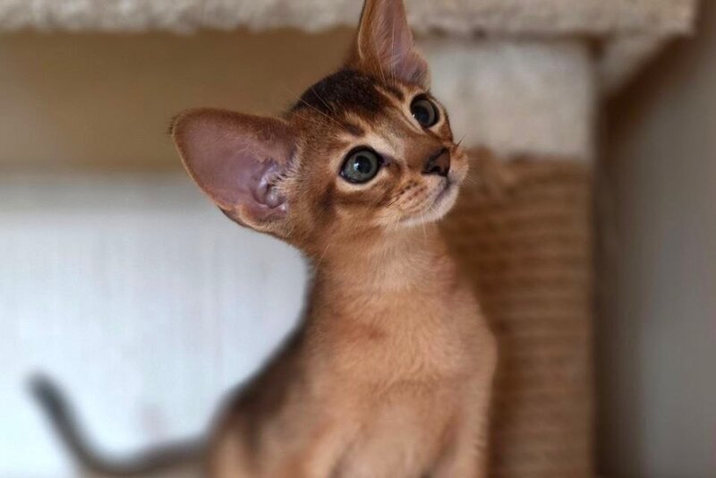 Marvel Abyssinian male black - live animals