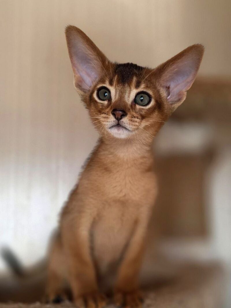 Marvel Abyssinian male black - live animals