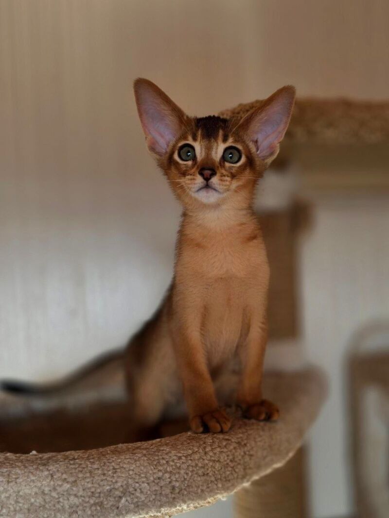 Marvel Abyssinian male black - live animals