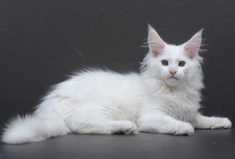 Edelweiss Maine Coon male white - live animals