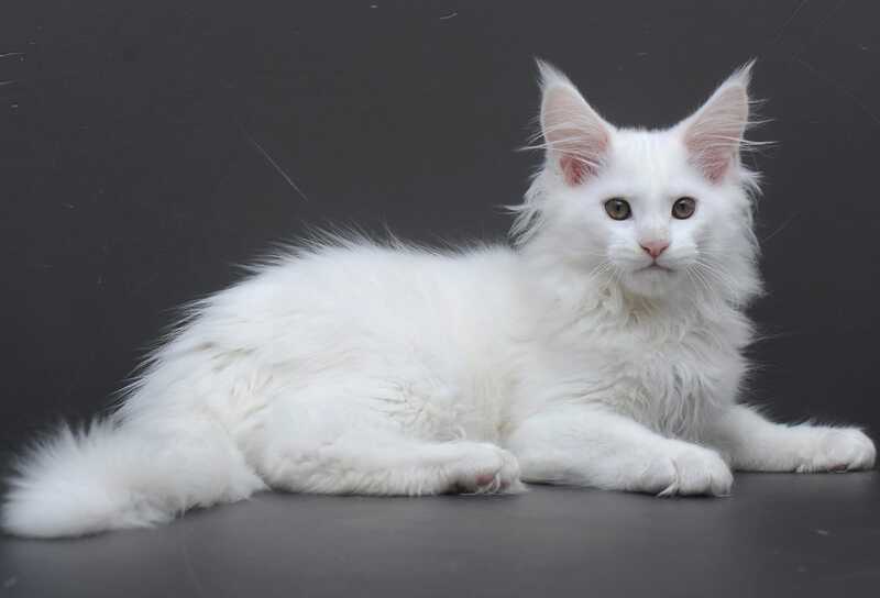 Edelweiss Maine Coon male white - live animals
