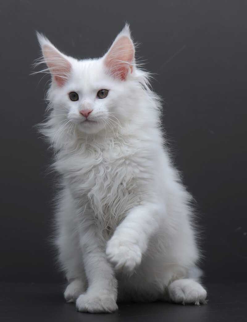 Edelweiss Maine Coon male white - live animals