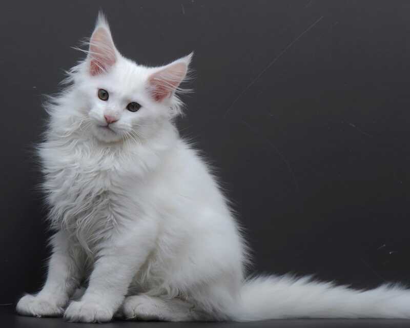 Edelweiss Maine Coon male white - live animals