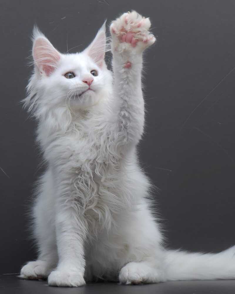 Edelweiss Maine Coon male white - live animals